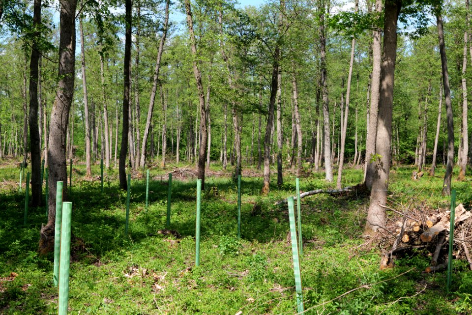 Nauener Stadtforst Leitsakgraben 2020-05-15 104