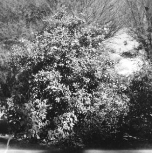 Natuurschoon, Bestanddeelnr 250-8605