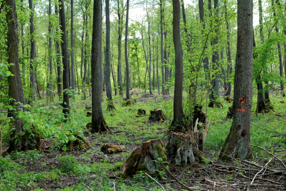Nauener Stadtforst Leitsakgraben 2020-05-15 108