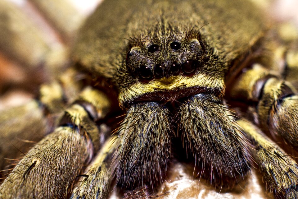 Fur coat legs macro