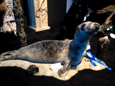 Natuurmuseum Fryslân - NK Prepareren - 10 zeehond