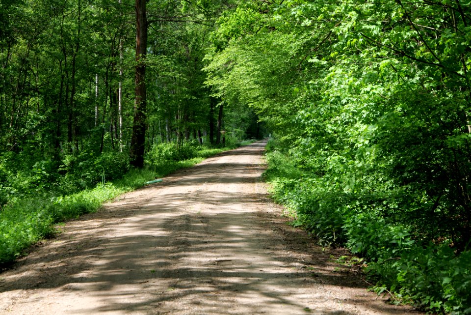 Nauener Stadtforst Leitsakgraben 2020-05-15 11