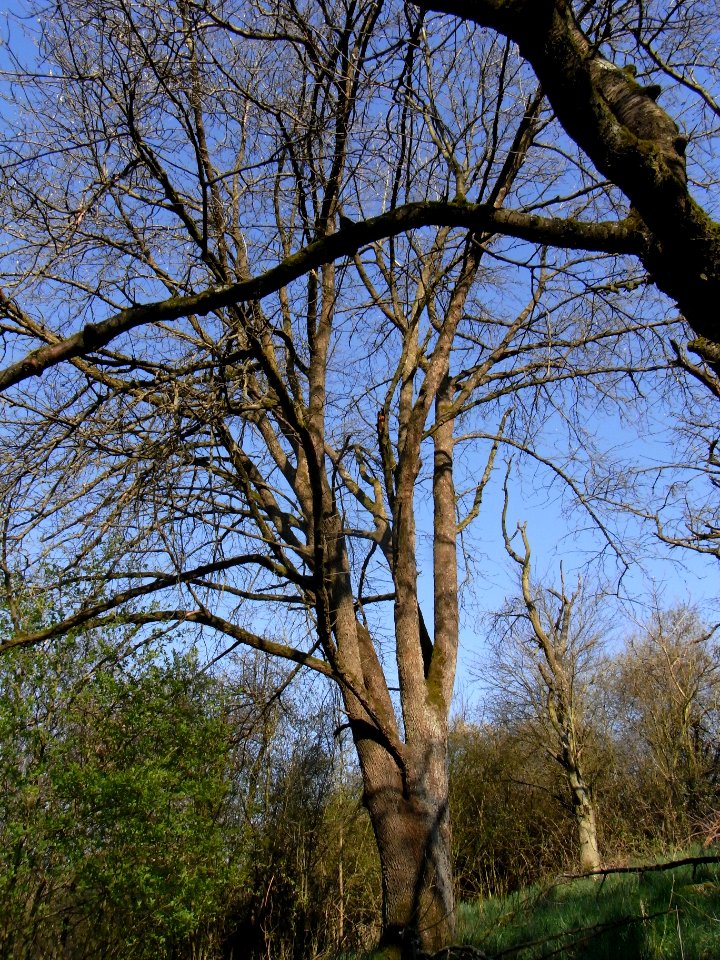 ND Speierling Dorheim R0012297
