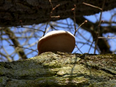 ND Eiche Waldteich Pilz R0012953