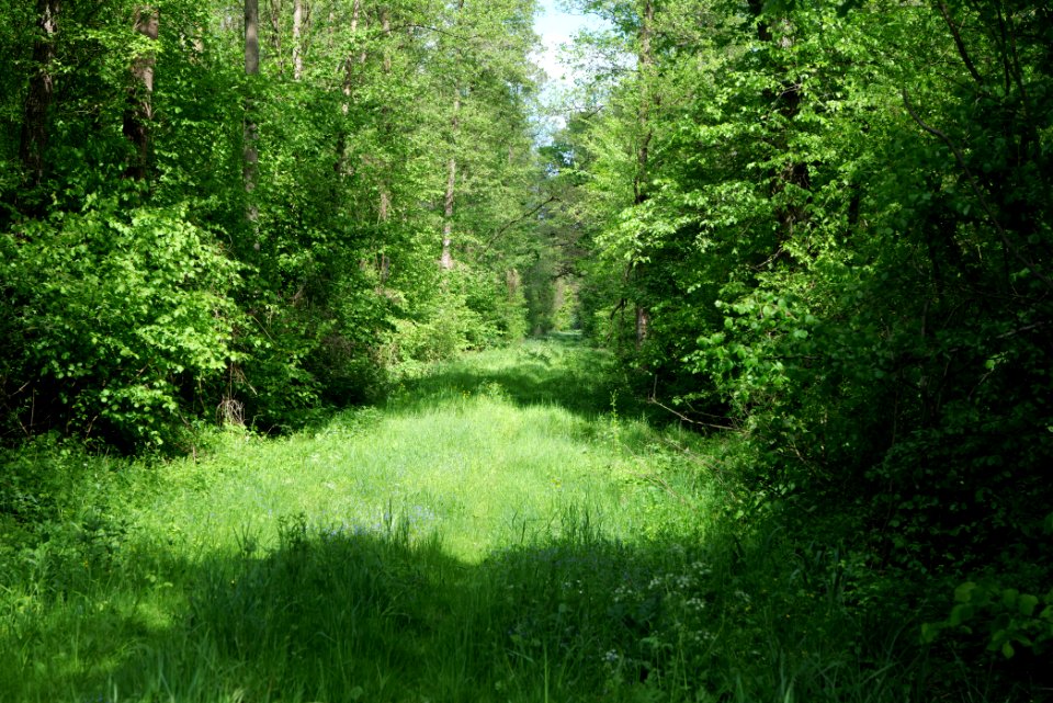 Nauener Stadtforst Leitsakgraben 2020-05-15 35