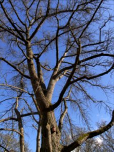 ND Ginkgo Trapp R0011616