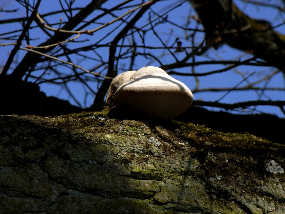 ND Eiche Waldteich Pilz R0012952