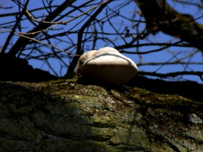 ND Eiche Waldteich Pilz R0012952