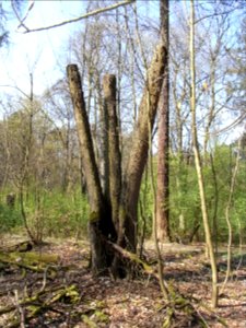 ND Speierling BN 440.246 R0012381