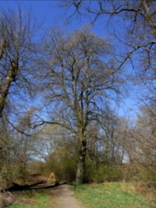 ND Elsbeere an der Raketenstation R0012163