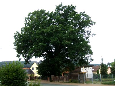 ND 2 Eichen OM 3