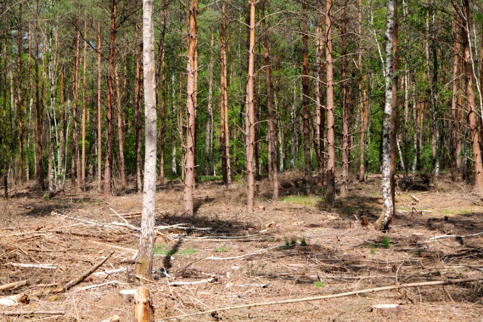 Nauener Stadtforst Leitsakgraben 2020-05-15 09
