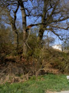 ND Drei Eichen am Usatal R0012360