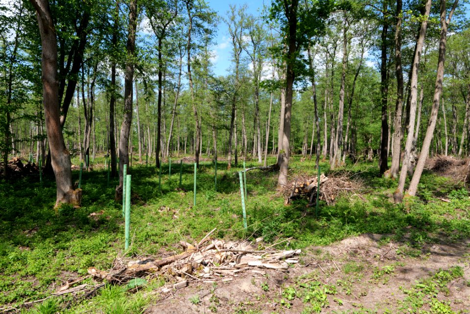Nauener Stadtforst Leitsakgraben 2020-05-15 102