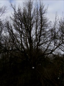 ND Speierling Rödern R0011634 SW