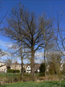 ND Eiche Schwalheim R0012470