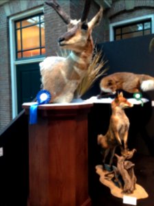 Natuurmuseum Fryslân - NK Prepareren - ensemble 01