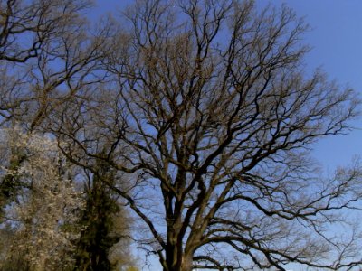 ND Eiche Waldteich R0012945