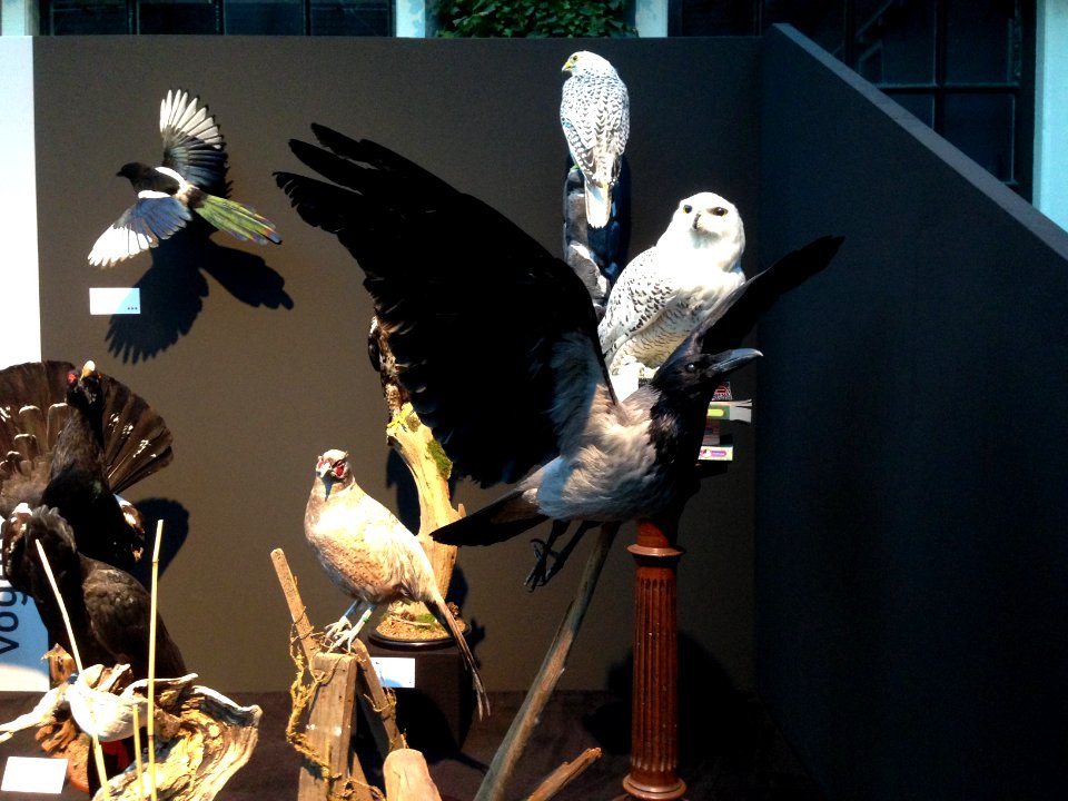 Natuurmuseum Fryslân - NK Prepareren - ensemble 03