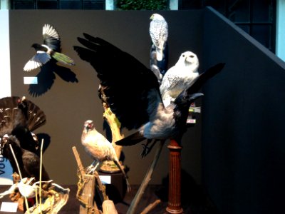 Natuurmuseum Fryslân - NK Prepareren - ensemble 03