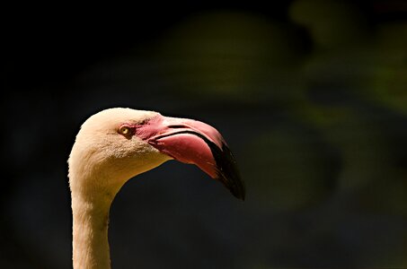 Water bird bird head flamingo head photo