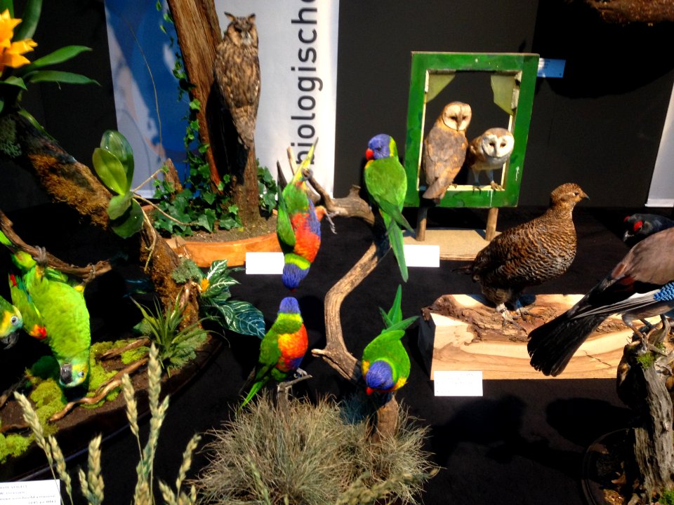 Natuurmuseum Fryslân - NK Prepareren - 15 blauwe voorhoofd amazones