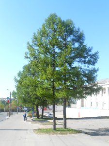 Nature in Smolensk - 31