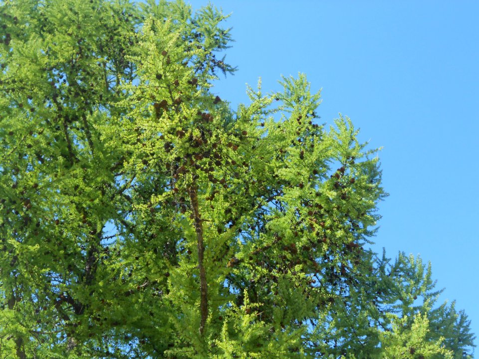 Nature in Smolensk - 32