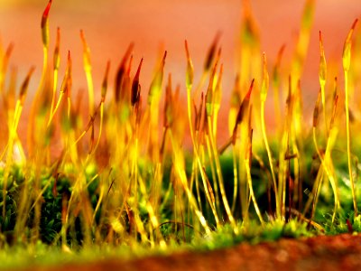 Nature Landscape (248036097)