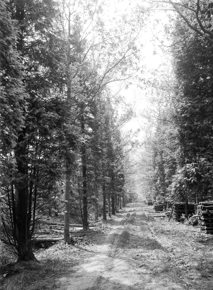 Natuurschoon , de rips, Bestanddeelnr 192-0451