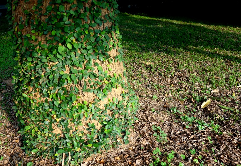 Nature - Tunghai University - DSC01748