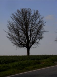 ND Speierling NM R0012330