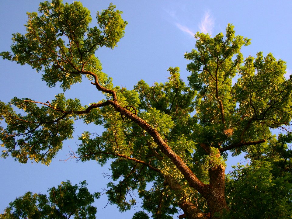 Nature Landscape (248036105)