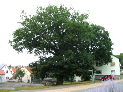 ND 2 Eichen am Festplatz OM 3