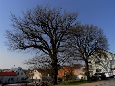 ND 2 Eichen am Festplatz R0012437