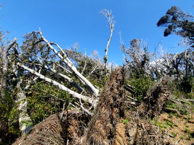 Nature at Cape Daibusa 3
