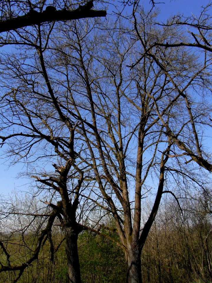 ND Speierling Dorheim R0012291
