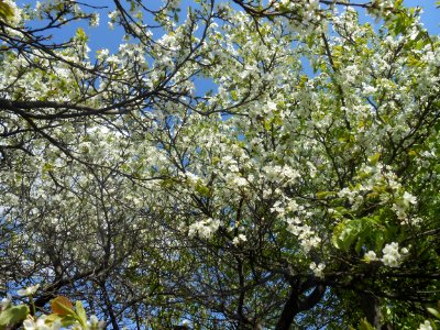 Nature in Smolensk - 40