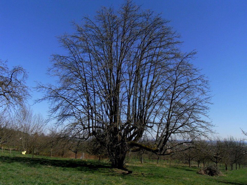 ND Speierling auf dem oberen Kirschberg R0012181