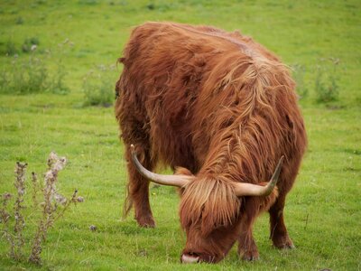 Animal livestock bovine photo