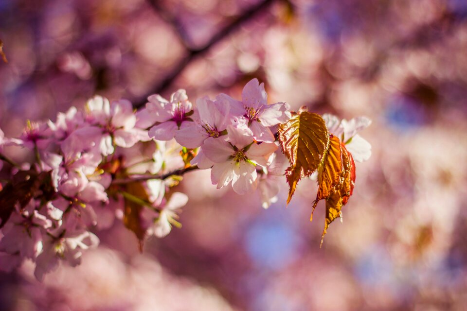 Pink cherry blossom flowers