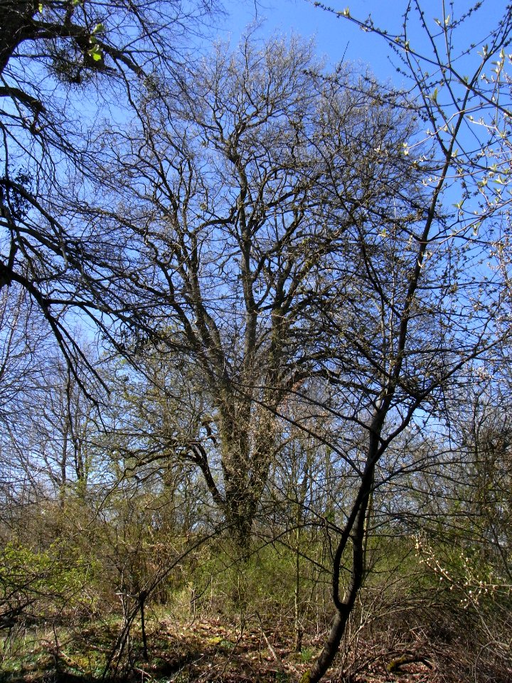 ND Elsbeere an der Raketenstation R0012170