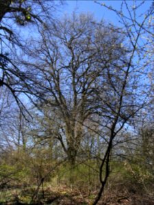 ND Elsbeere an der Raketenstation R0012170