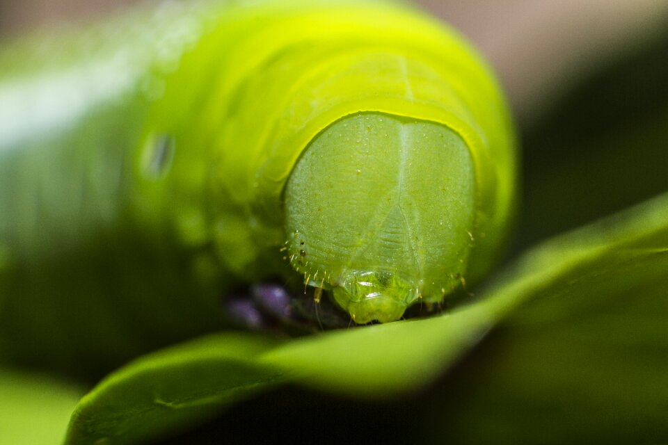 Insect macro macro photo