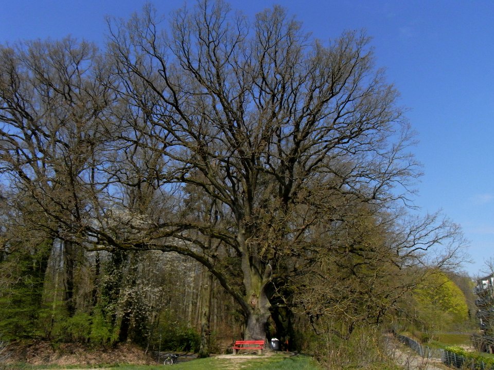 ND Eiche Waldteich R0012951