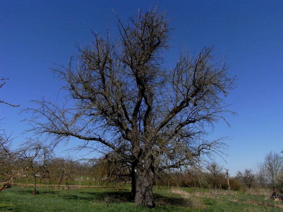 ND Speierling östlich der Hollarkapelle R0012270