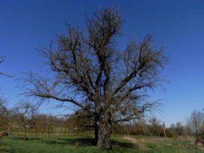 ND Speierling östlich der Hollarkapelle R0012270