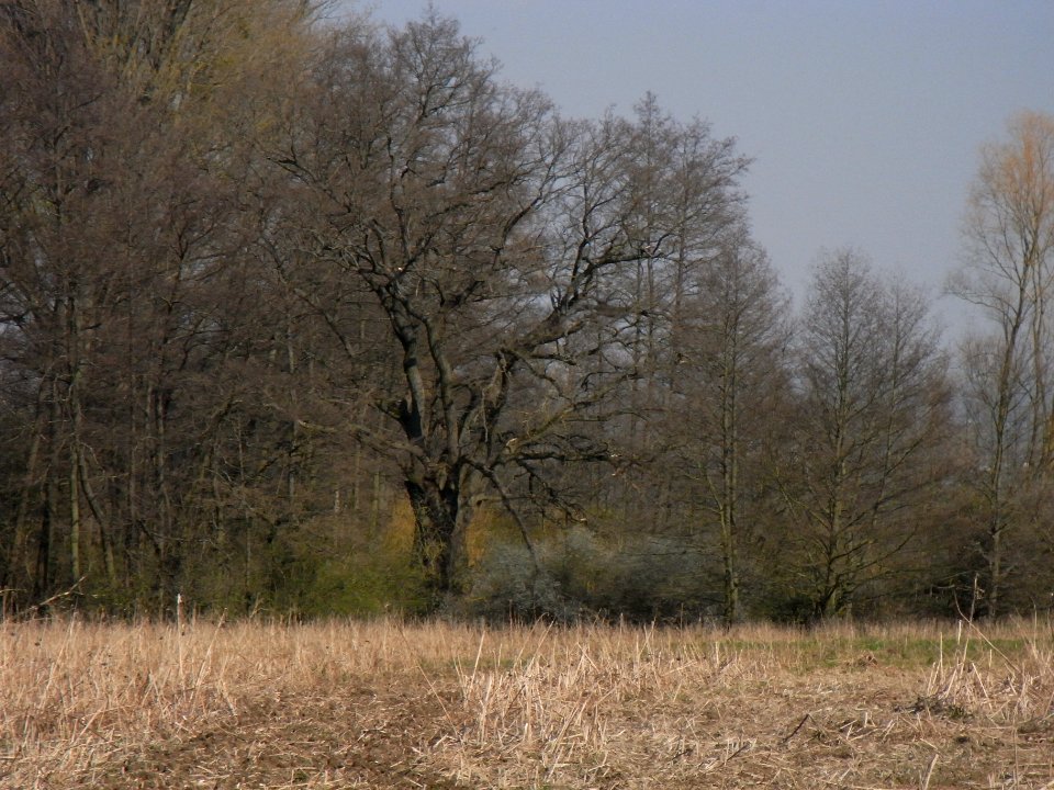 ND Eiche am Löwenhof R0012747