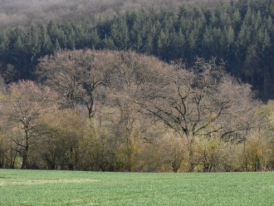 ND Drei Eichen am Usatal R0012442