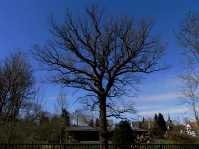 ND Eiche Schwalheim R0012457